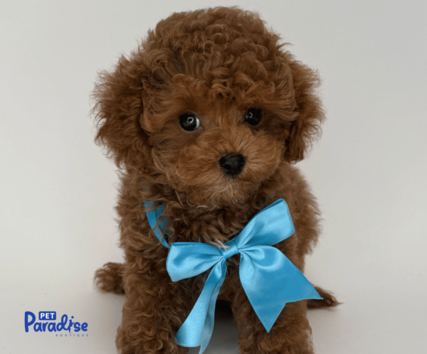 cavapoo, monaco 1