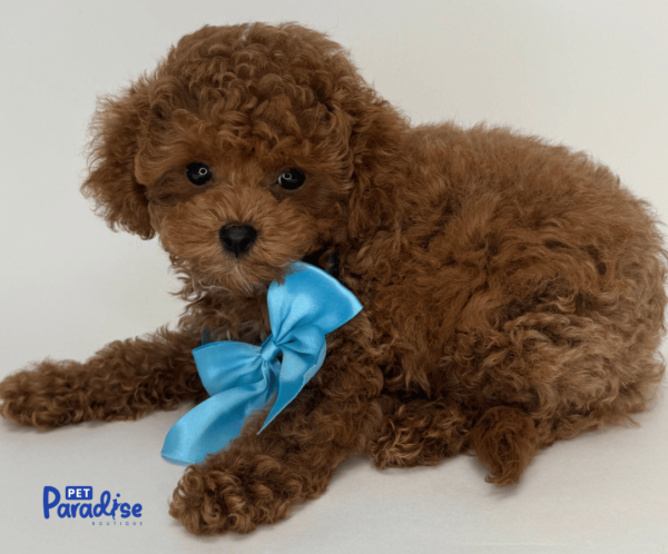 cavapoo, monaco 2