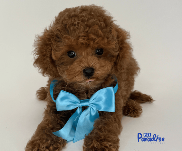 cavapoo, monaco 3