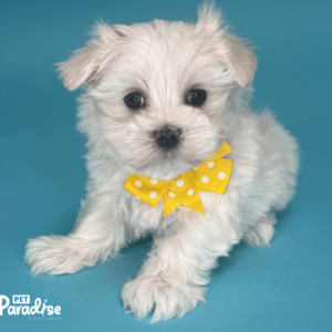 maltese, dilan 1