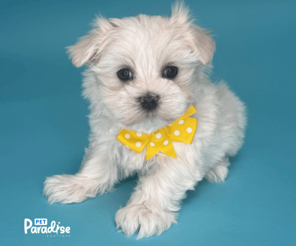maltese, dilan 1