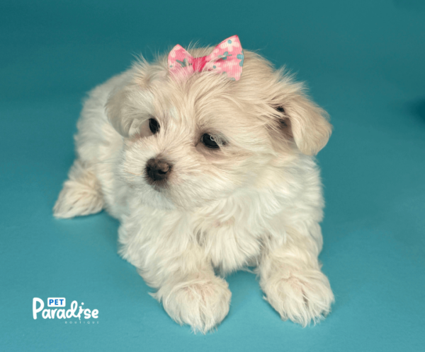 maltese, veronica 1