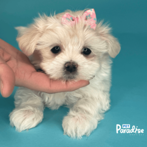 maltese, veronica 2