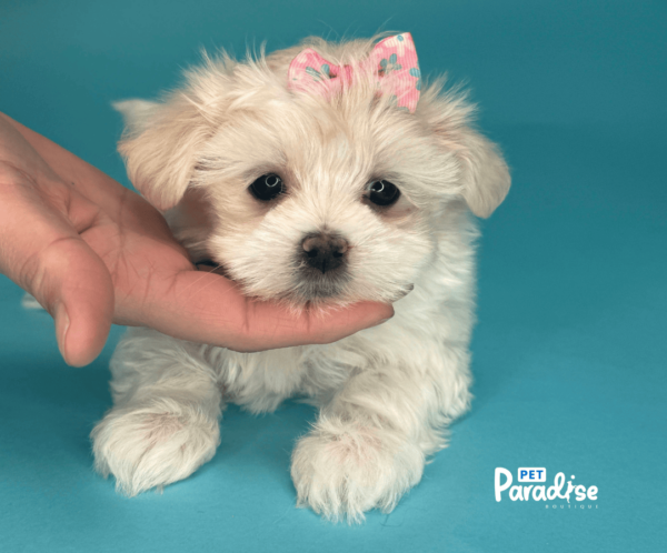 maltese, veronica 2