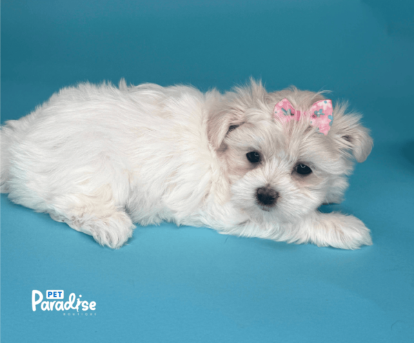 maltese, veronica