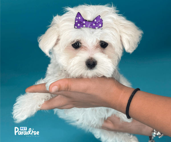 maltese,lila 1