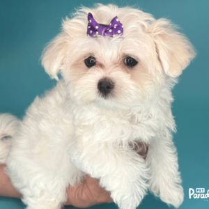 maltese,lila