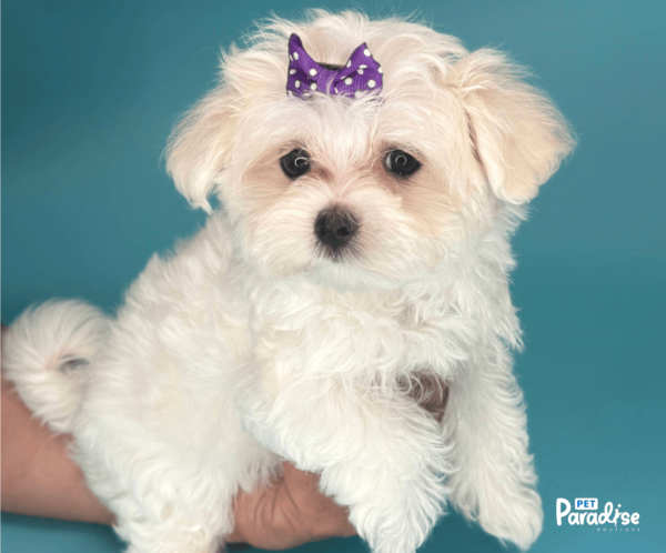 maltese,lila