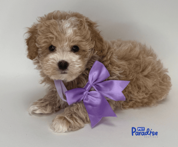 maltipoo, kanto 1