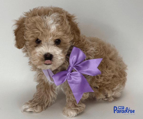 maltipoo, kanto 2