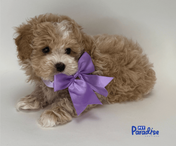 maltipoo, kanto 3