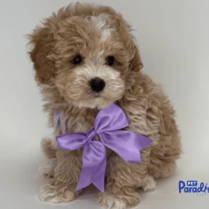 maltipoo, kanto