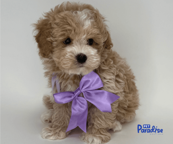 maltipoo, kanto