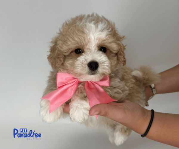 maltipoo, neron 1