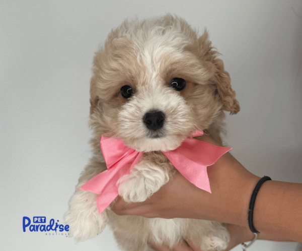 maltipoo, neron 2