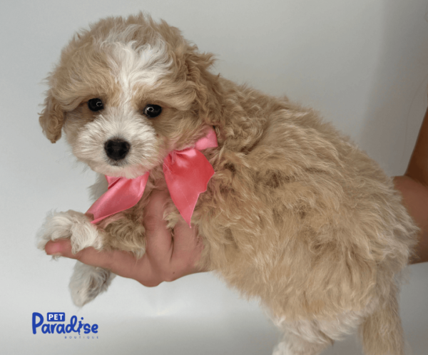 maltipoo, neron 3
