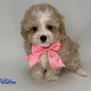 maltipoo, neron