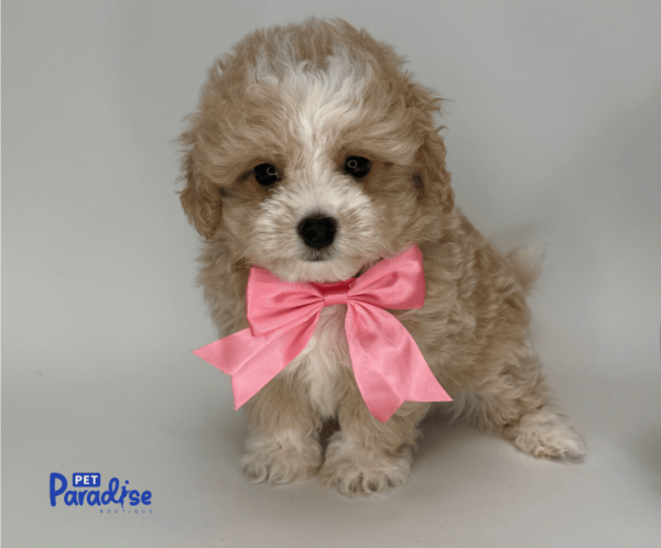 maltipoo, neron