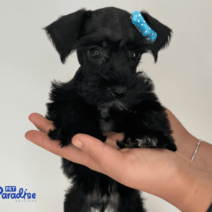 schnauzer, yin