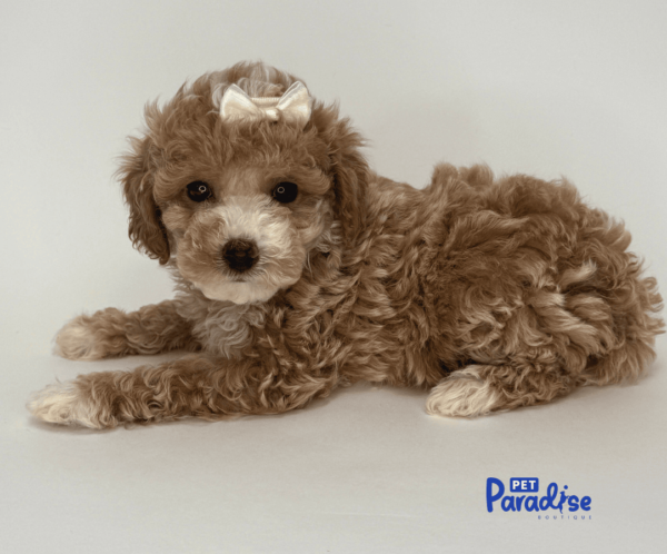 toy poodle, lima 1