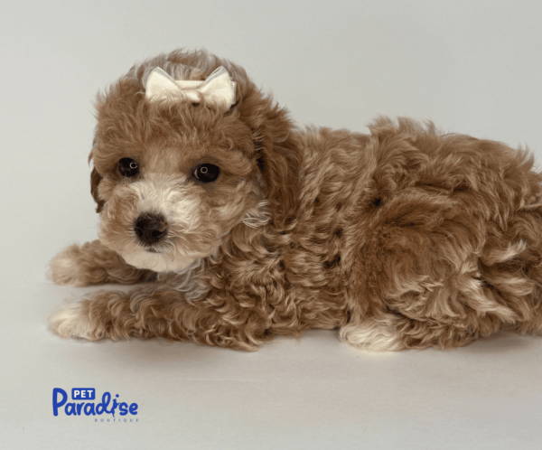 toy poodle, lima 2