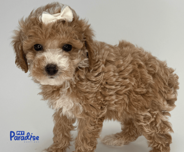 toy poodle, lima 3
