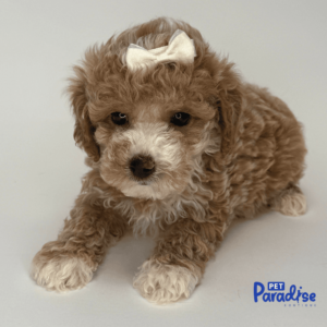 toy poodle, lima