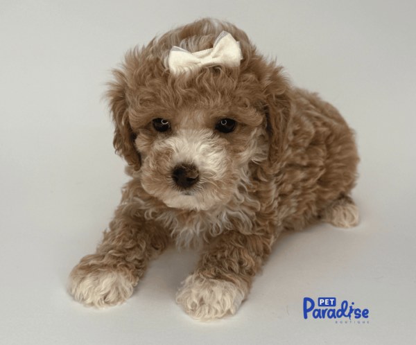 toy poodle, lima
