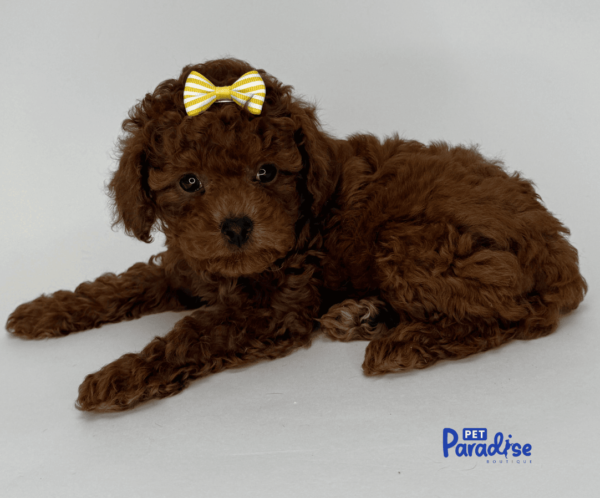 toy poodle, mila 1