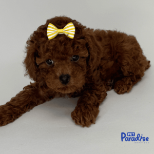 toy poodle, mila