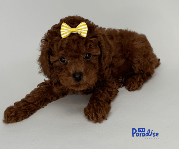 toy poodle, mila