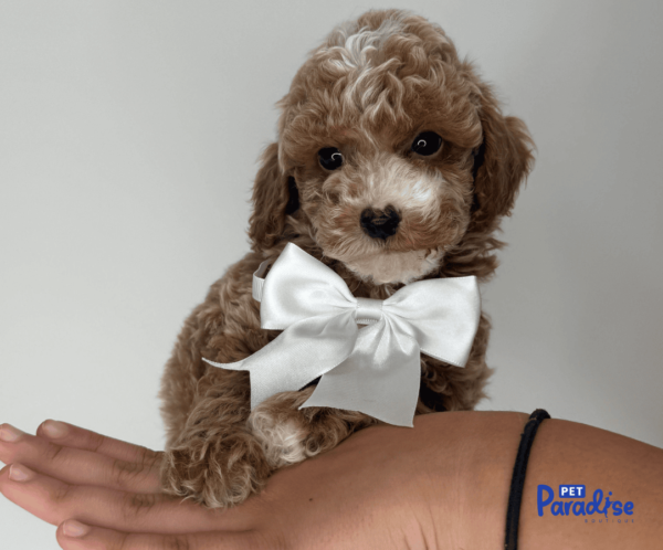 toy poodle, togo 1