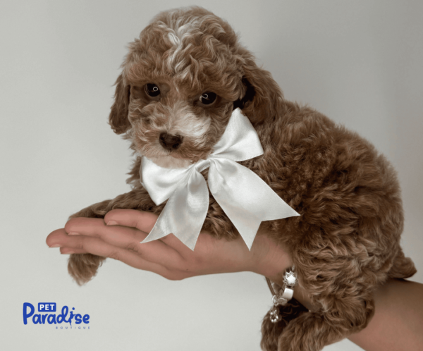 toy poodle, togo