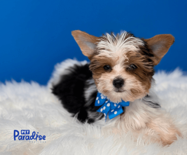 yorkie, popy 1
