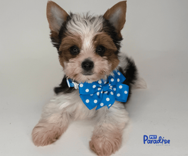 yorkie, popy 1