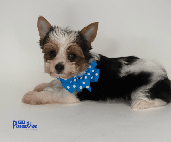 yorkie, popy