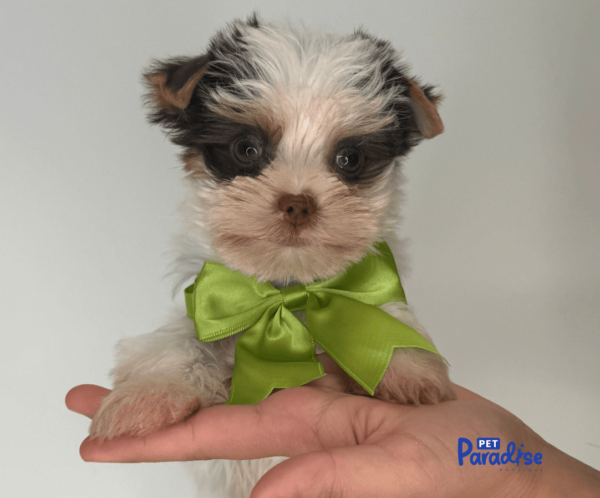 yorkie, tedy 1