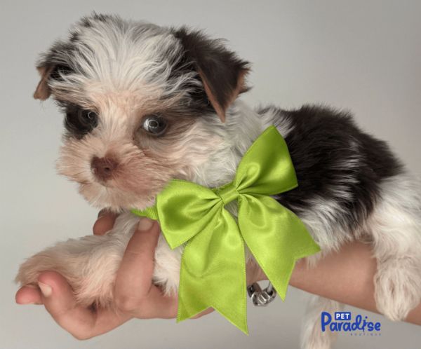 yorkie, tedy 2