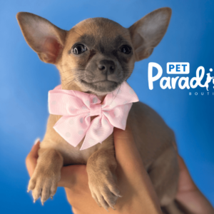 Chihuahua, Catalina