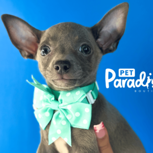 Chihuahua, Regina 1