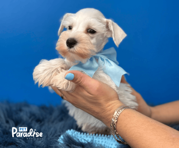 Schnauzer Mini, Martinelli 1