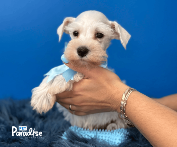 Schnauzer Mini, Martinelli 2