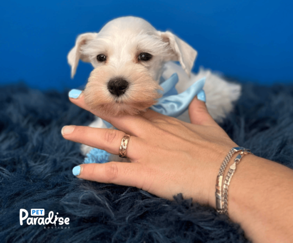 Schnauzer Mini, Martinelli 3