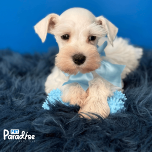 Schnauzer Mini, Martinelli