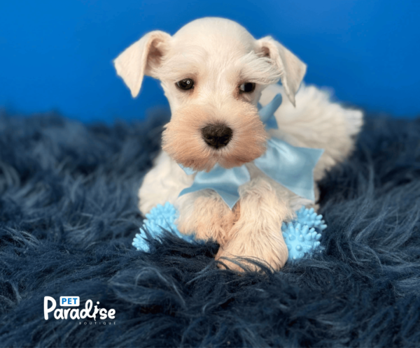 Schnauzer Mini, Martinelli