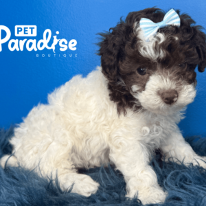 Toy Poodle, Rita 2
