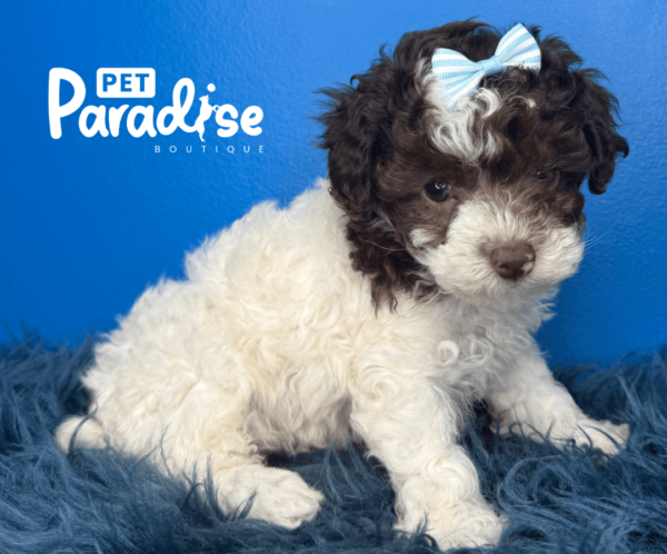 Toy Poodle, Rita 2