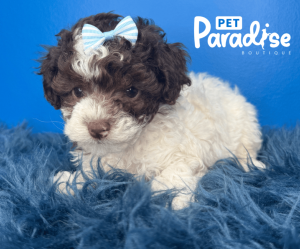 Toy Poodle, Rita 3