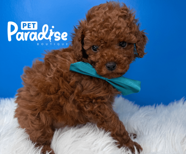 Toy Poodle, Theo 1