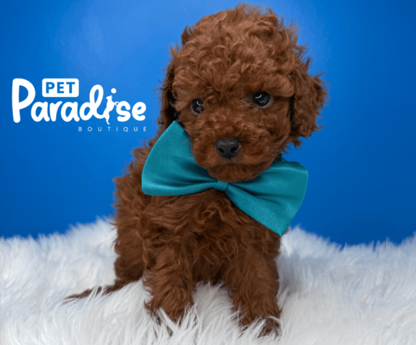 Toy Poodle, Theo 2